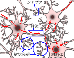 ニューラルネットワーク(Neural Network)